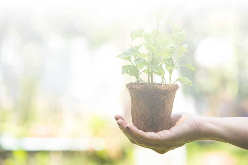 Hands holding a young plant in a coir pot